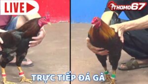 Đá Gà Trực Tiếp Thomo67 - Trực Tiếp Đá Gà C1 C2 C3 C4 Hôm Nay