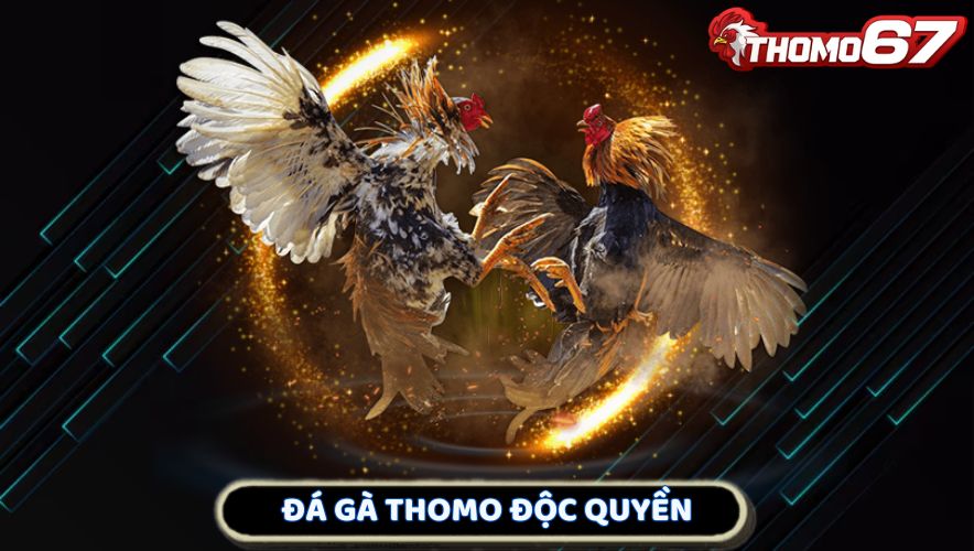 Đá gà thomo độc quyền 